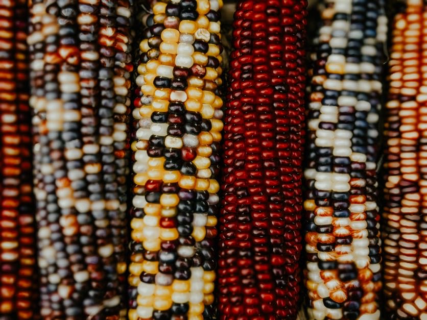 'Bear Island' Flint Corn (Zea mays)