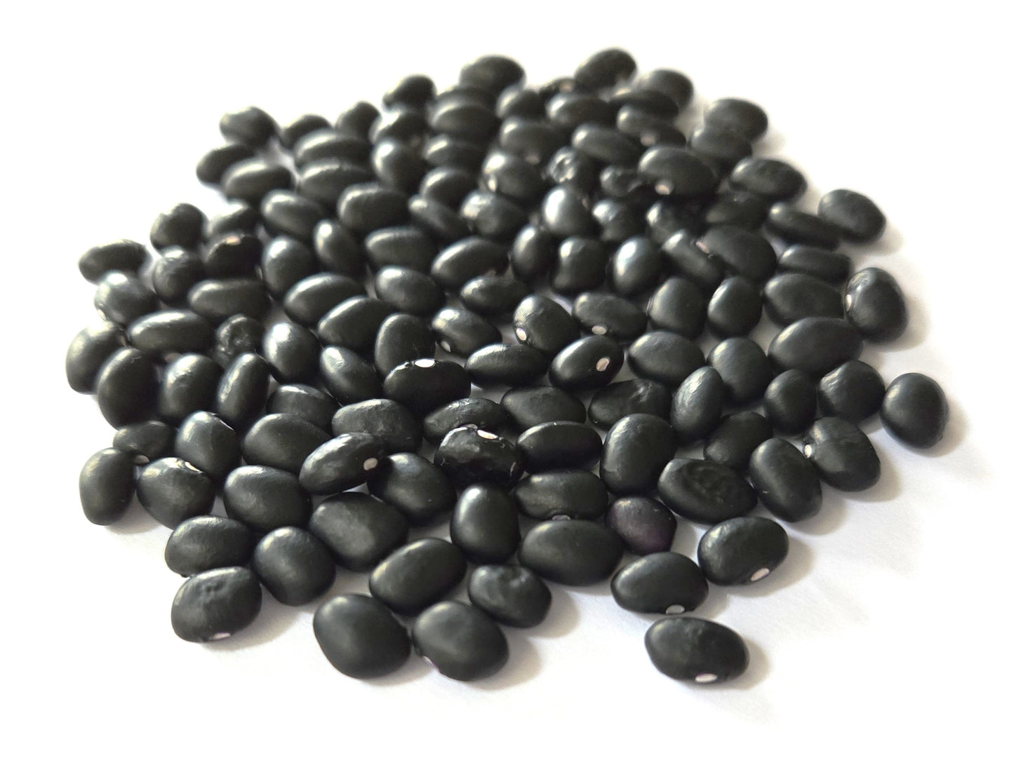 Bean (Phaseolus vulgaris 'Ojibwe Black')