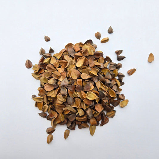 American Beech seeds (Fagus grandifolia)