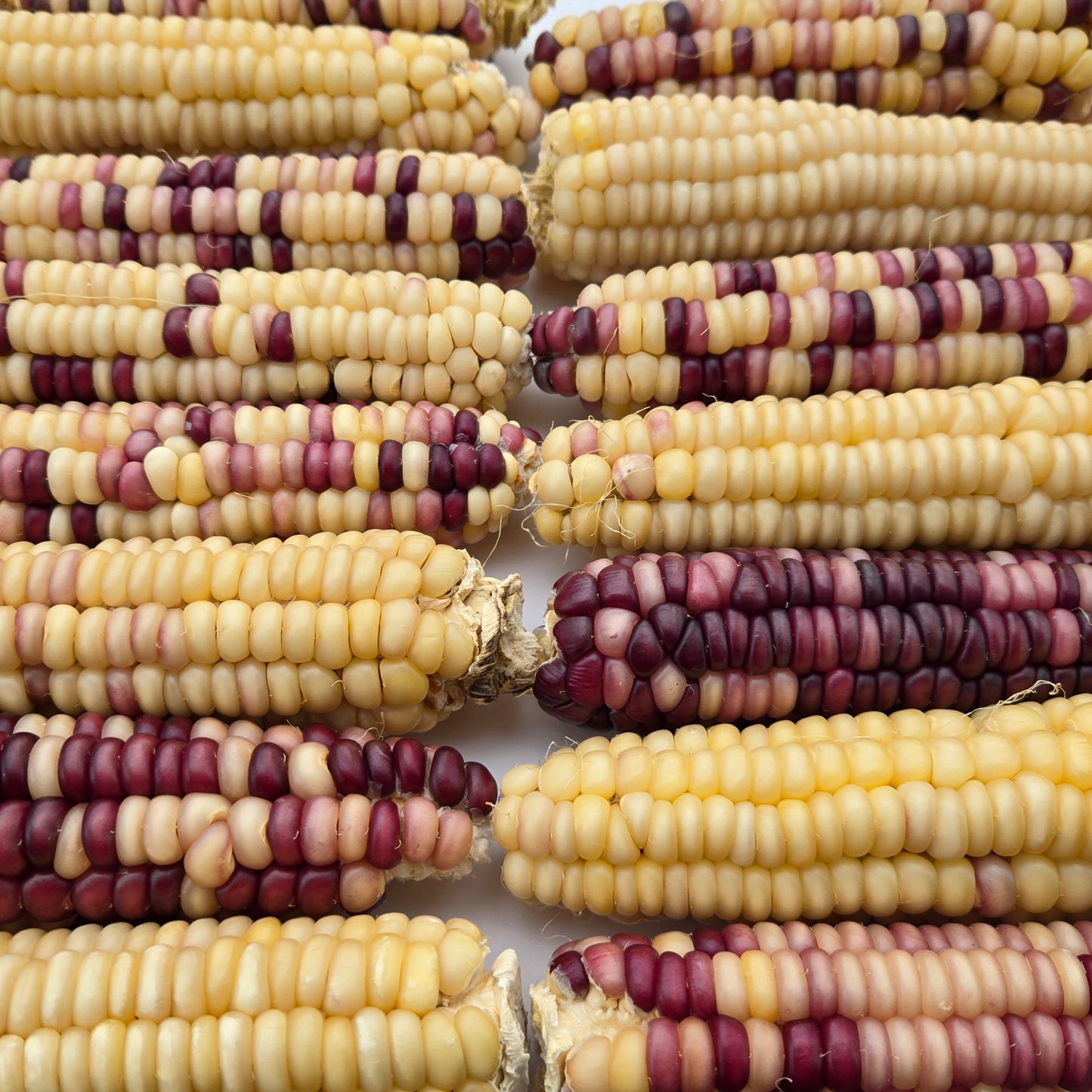 'Sac Blue' Flint Corn (Zea mays)