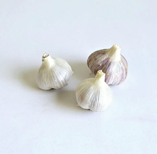 Jupiter Garlic (Allium sativum)