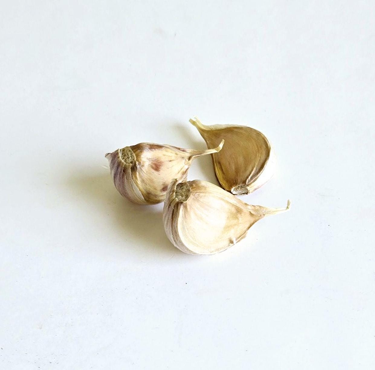 Jupiter Garlic (Allium sativum)