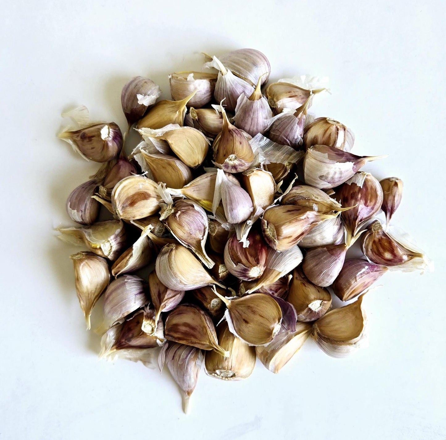 Jupiter Garlic (Allium sativum)