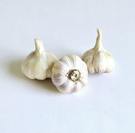 Red Toch Garlic (Allium sativum)