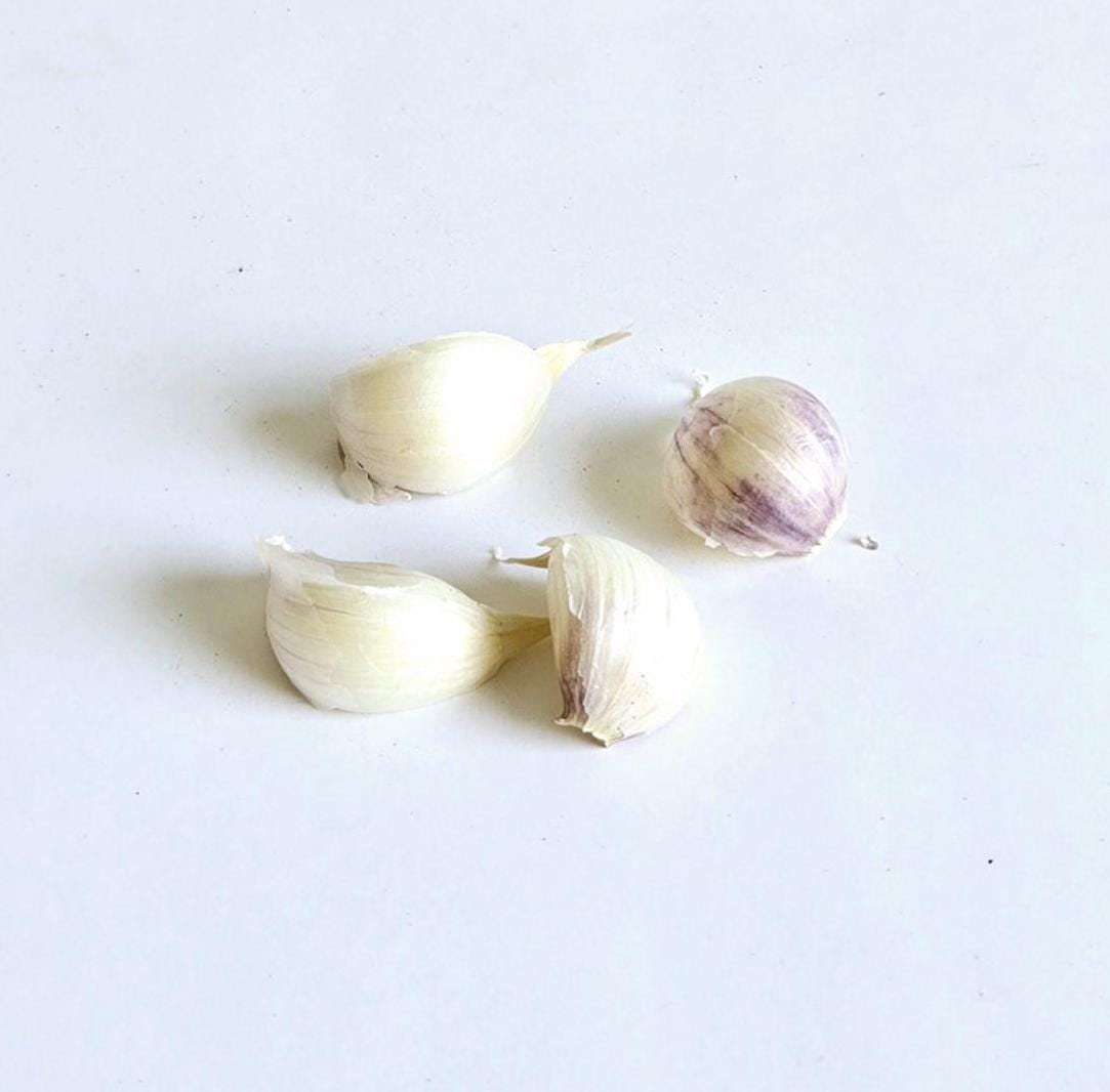 Red Toch Garlic (Allium sativum)