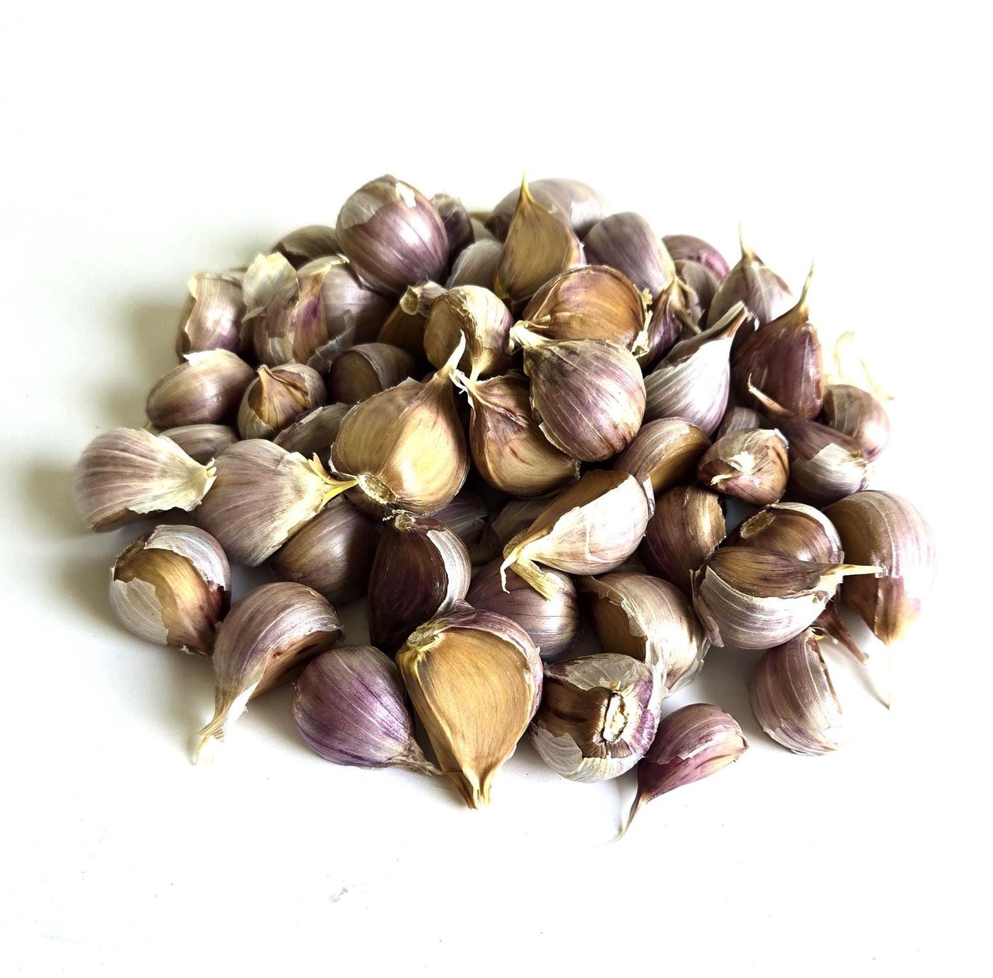 Bogatyr Garlic (Allium sativum)