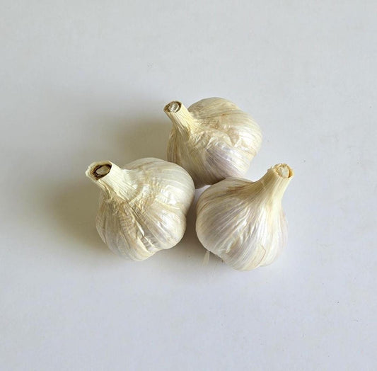 Brown Tempest Garlic (Allium sativum)