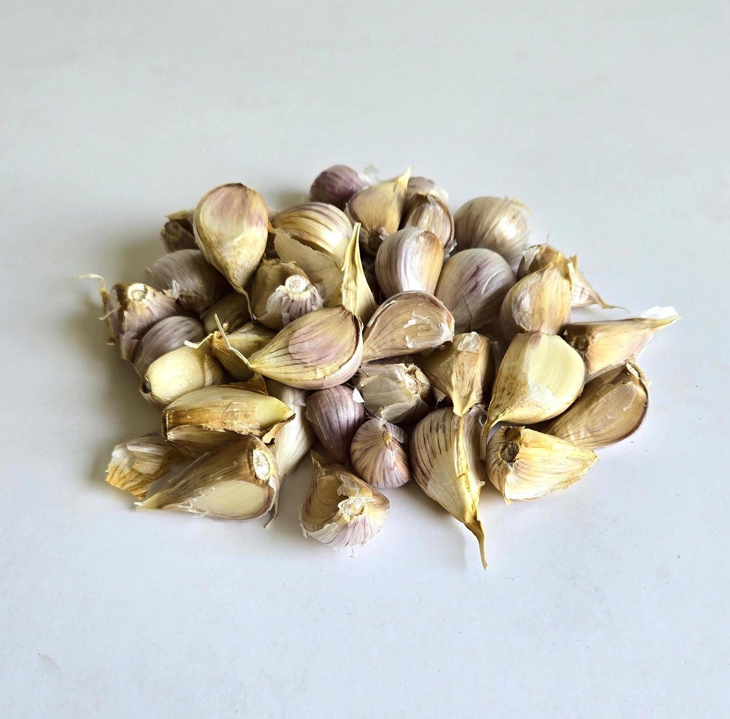 Brown Tempest Garlic (Allium sativum)