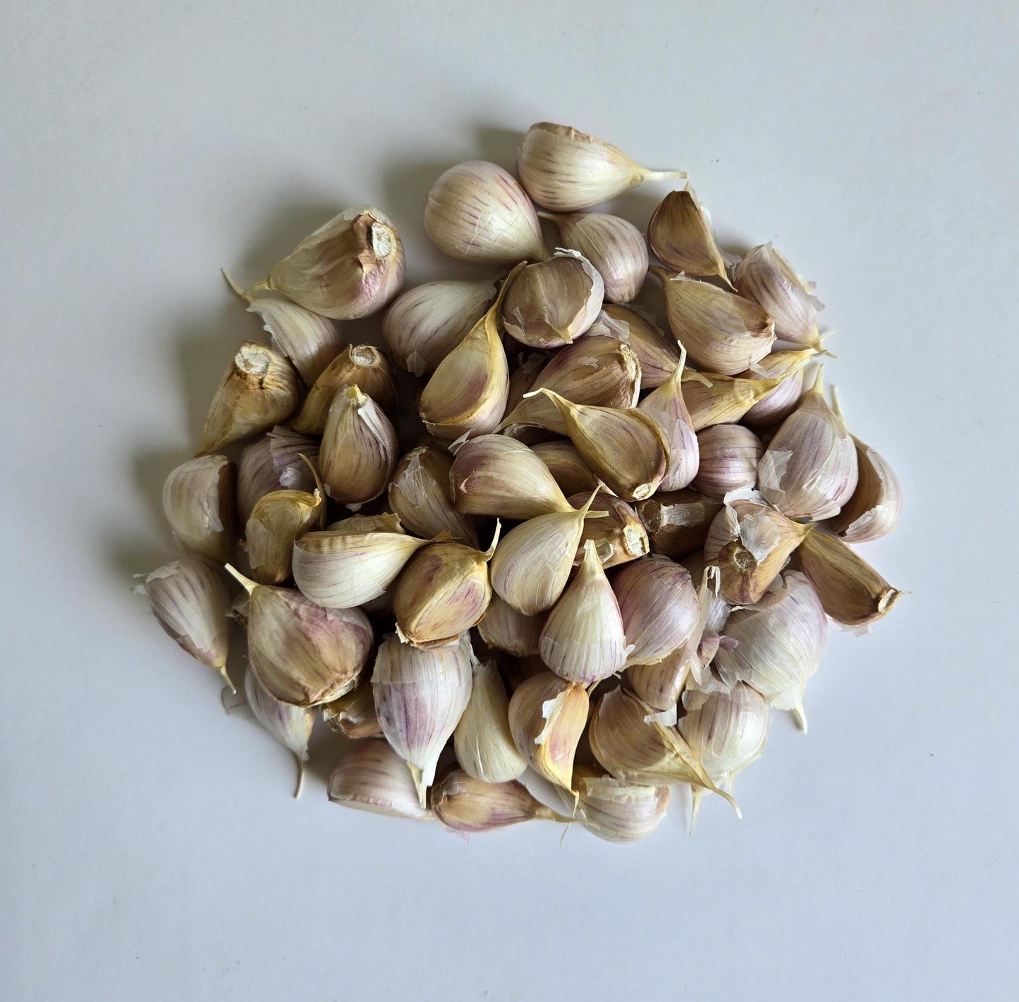 Hadrut Garlic (Allium sativum)