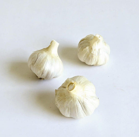 Egeler Garlic (Allium sativum)