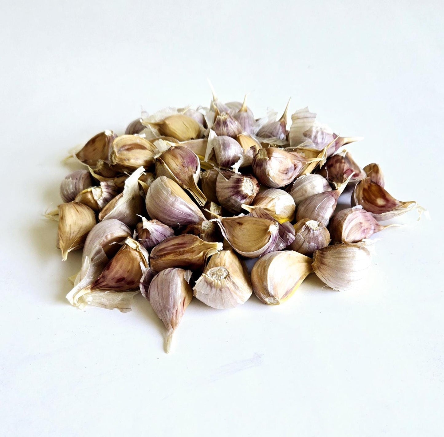 Jupiter Garlic (Allium sativum)