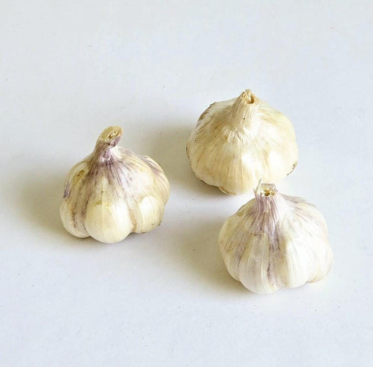 Lorz Italian Garlic (Allium sativum)