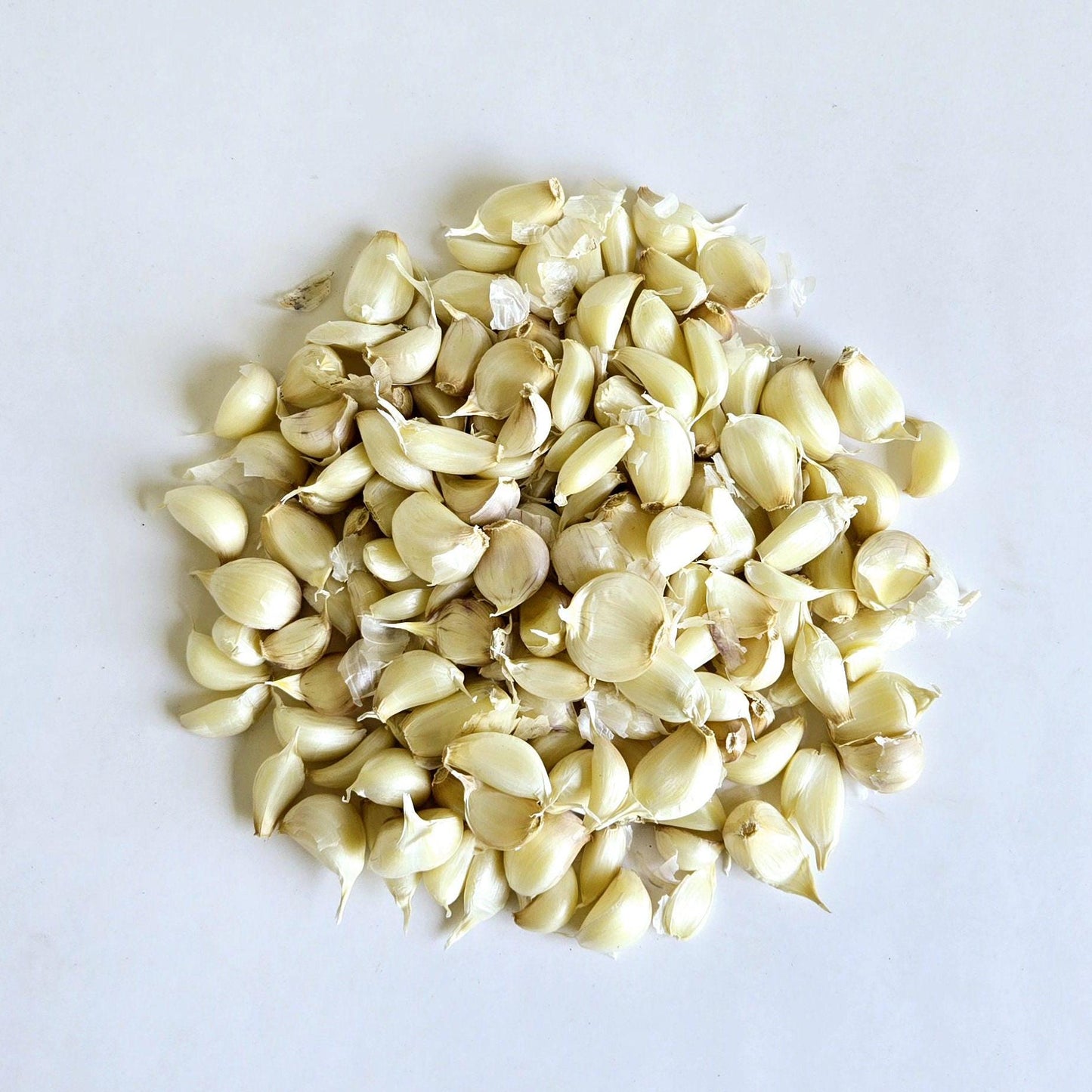 Lorz Italian Garlic (Allium sativum)