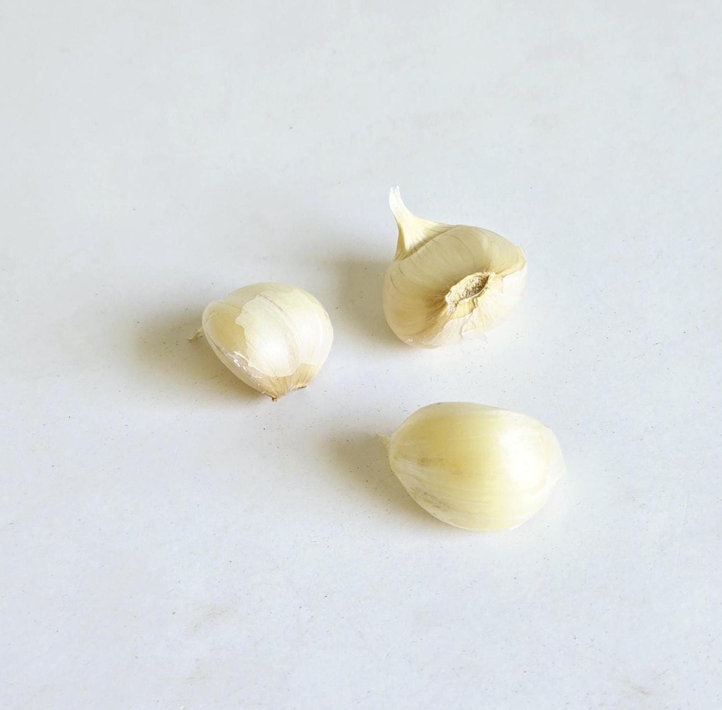 Lorz Italian Garlic (Allium sativum)