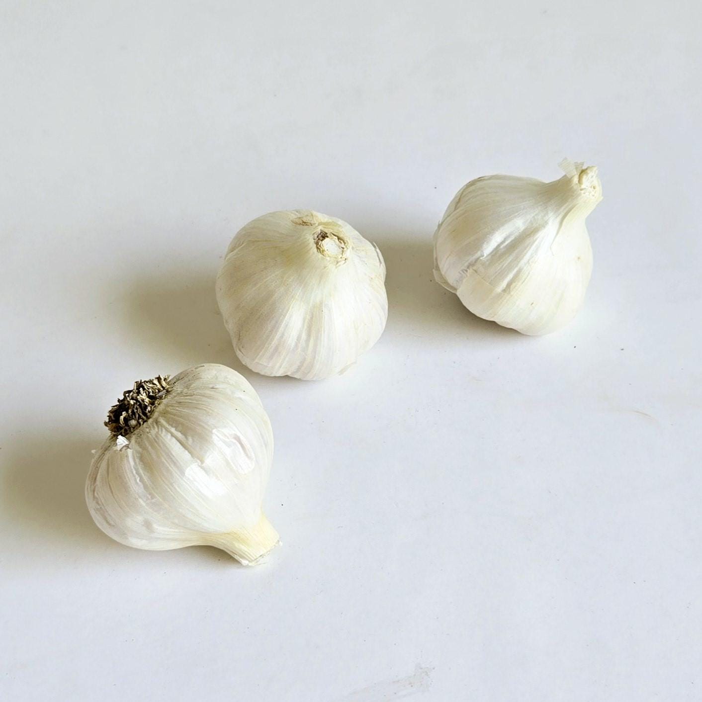 Red Rezan Garlic (Allium sativum)