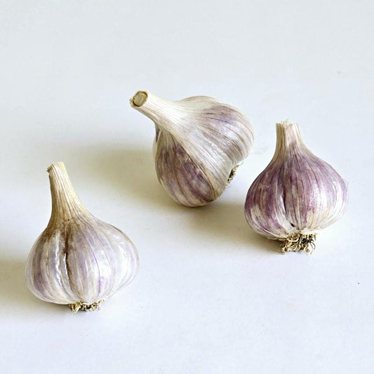 Romanian Red (aka "Red Elephant") Garlic (Allium sativum)