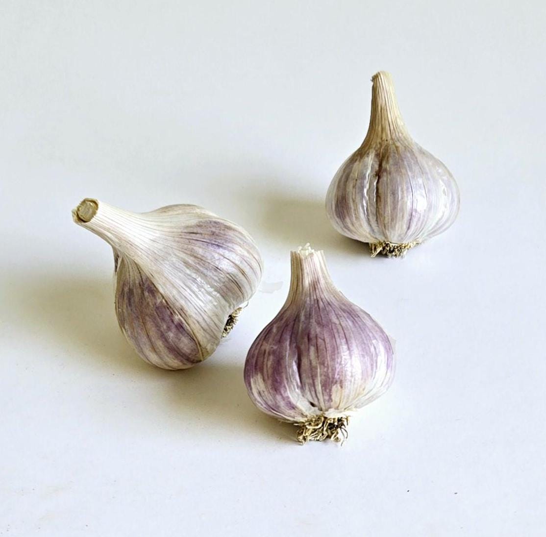 Romanian Red (aka "Red Elephant") Garlic (Allium sativum)