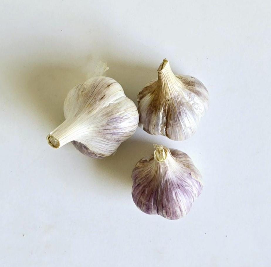 Romanian Red (aka "Red Elephant") Garlic (Allium sativum)