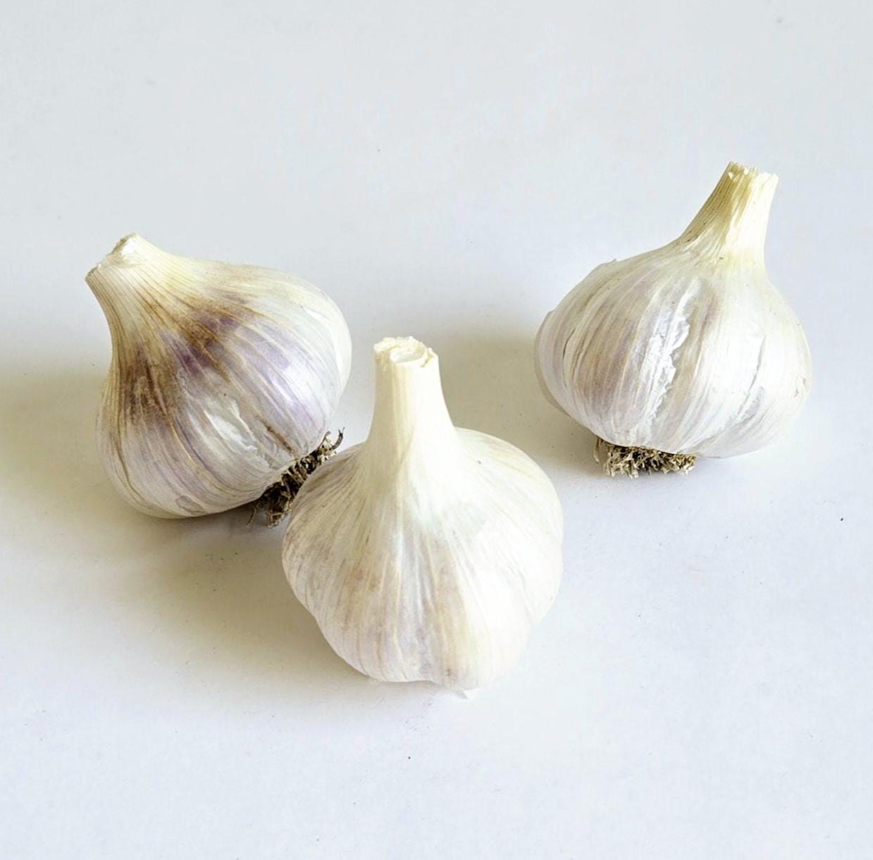 Spanish Roja (aka "Greek" or "Greek Blue") Garlic (Allium sativum)