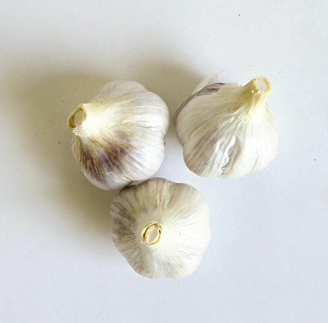 Spanish Roja (aka "Greek" or "Greek Blue") Garlic (Allium sativum)