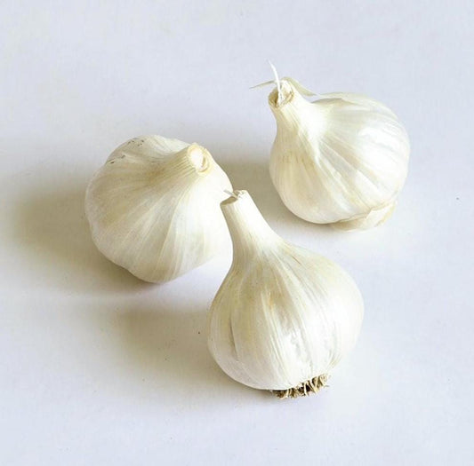 Yuggoth Garlic (Allium sativum)