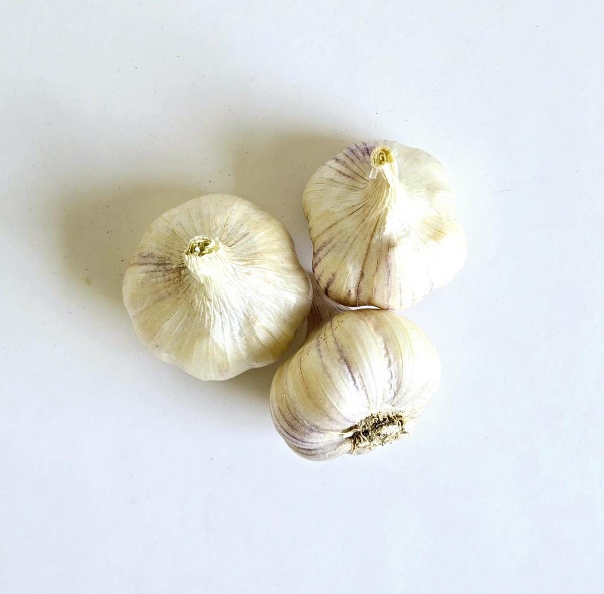 Red Toch Garlic (Allium sativum)