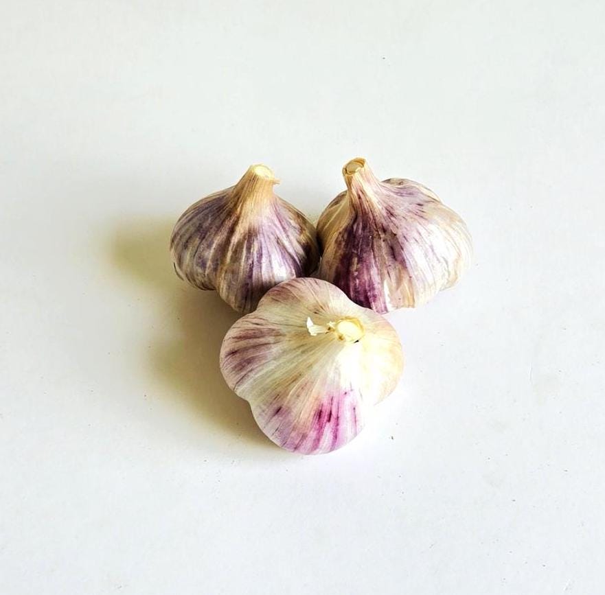 Bogatyr Garlic (Allium sativum)