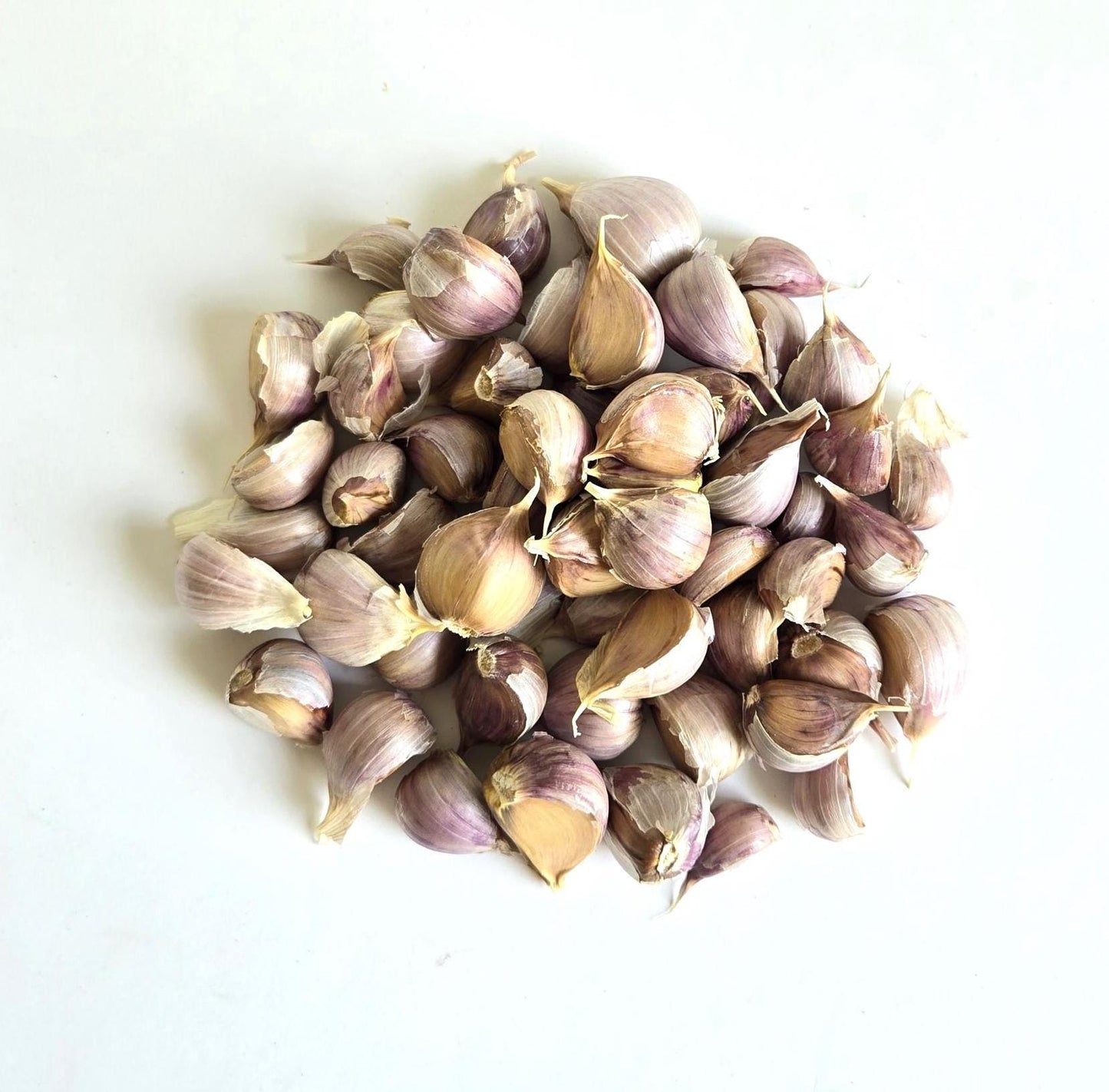 Bogatyr Garlic (Allium sativum)