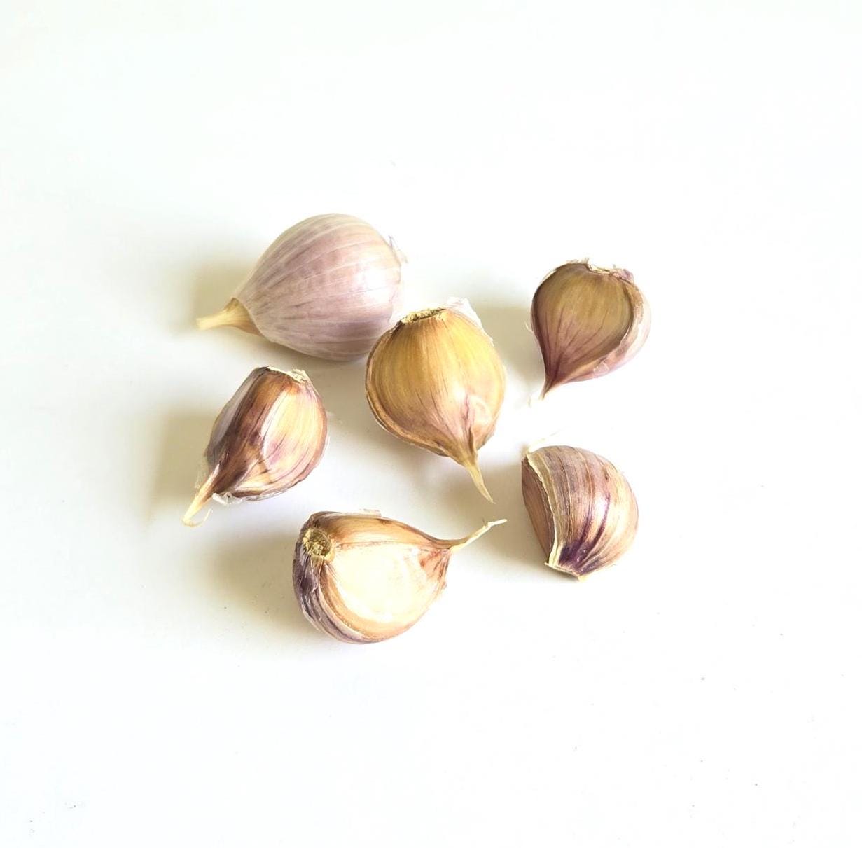 Bogatyr Garlic (Allium sativum)