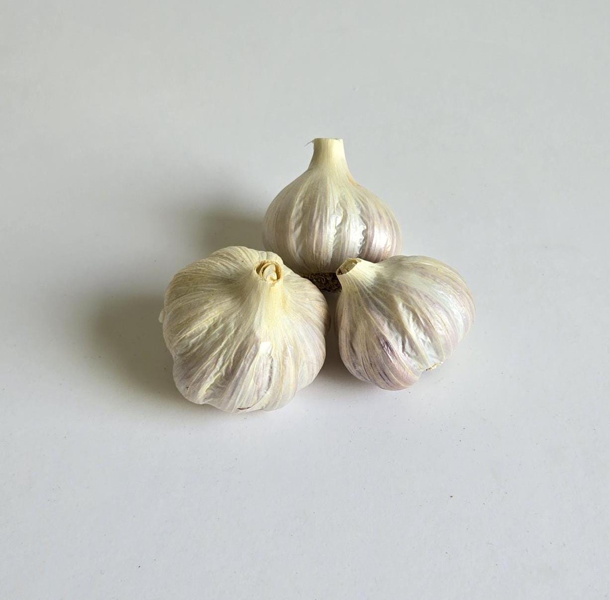 Donostia Red Garlic (Allium sativum)