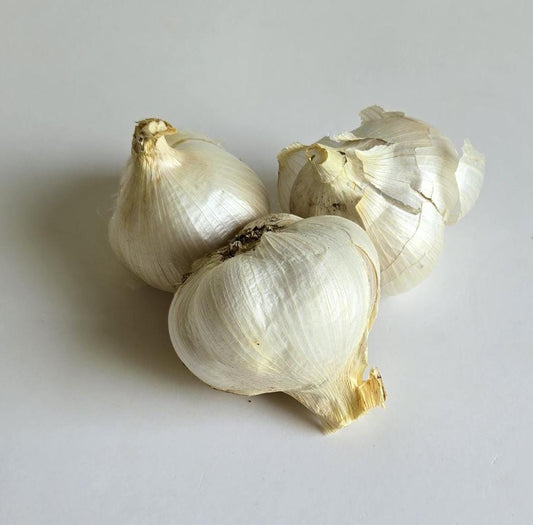 Elephant Garlic (Allium cepa)