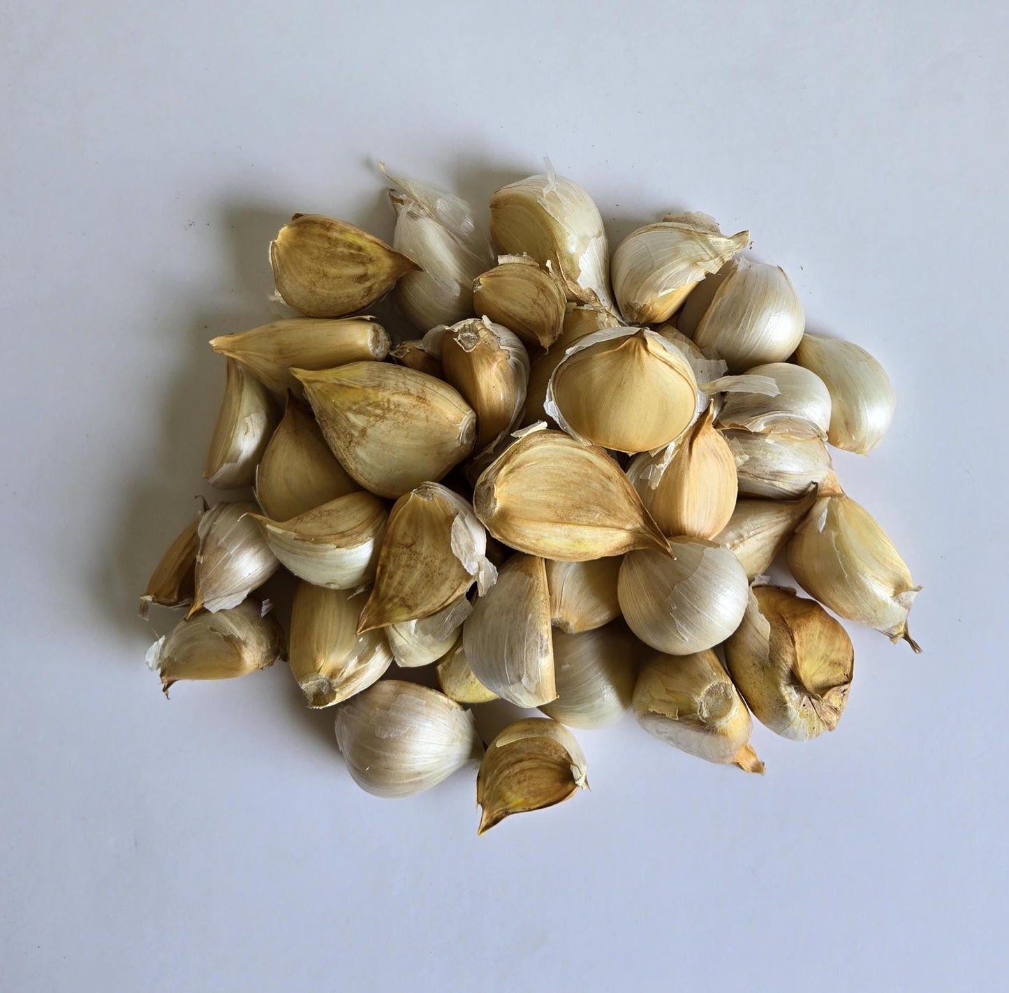 Elephant Garlic (Allium cepa)