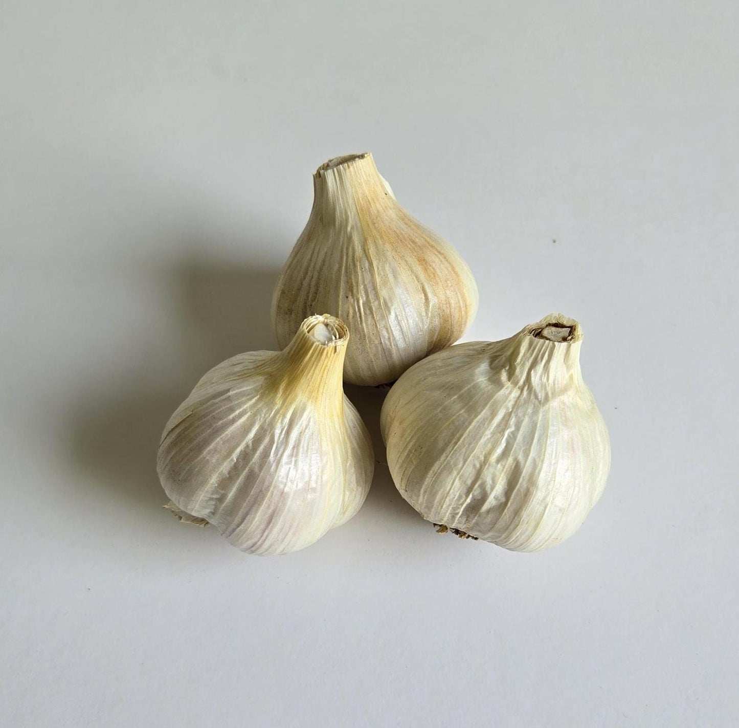 Hadrut Garlic (Allium sativum)