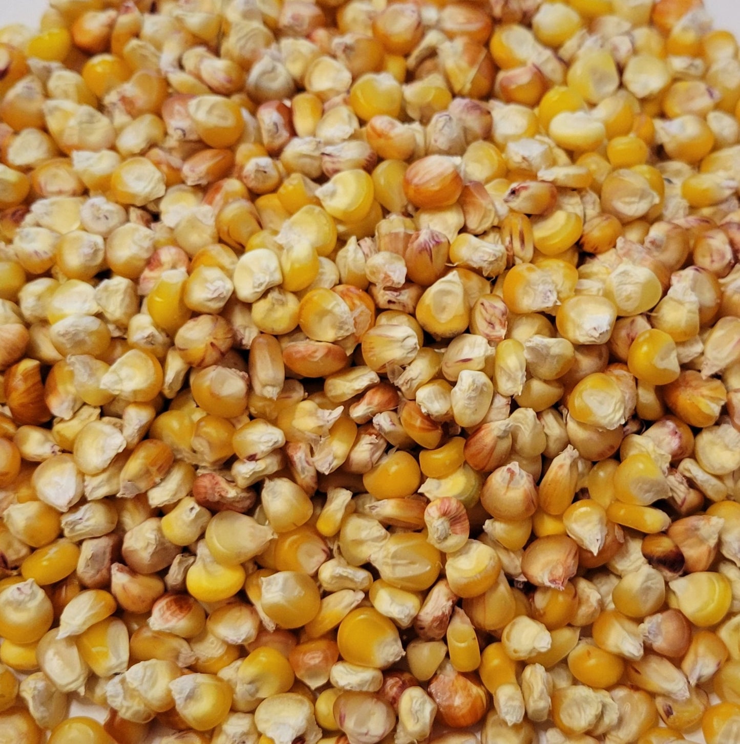 'Bear Island' Flint Corn (Zea mays)